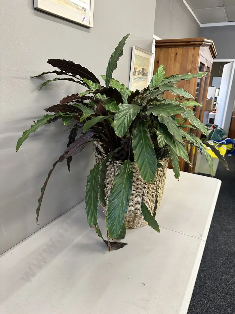 Peace Lily In Woven Rattan Basket H80cm Image 1++