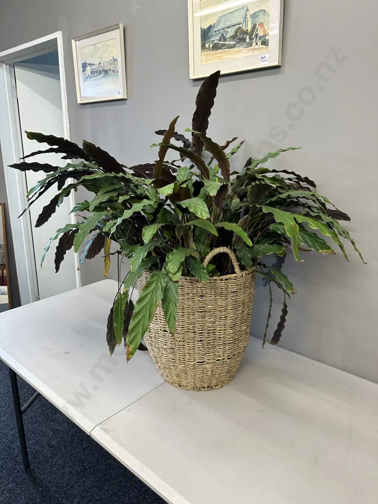 Peace Lily In Woven Rattan Basket H80cm Image 1++