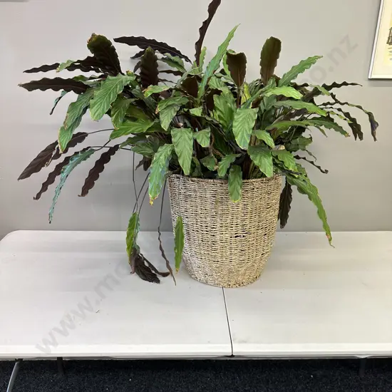 Peace Lily In Woven Rattan Basket H80cm