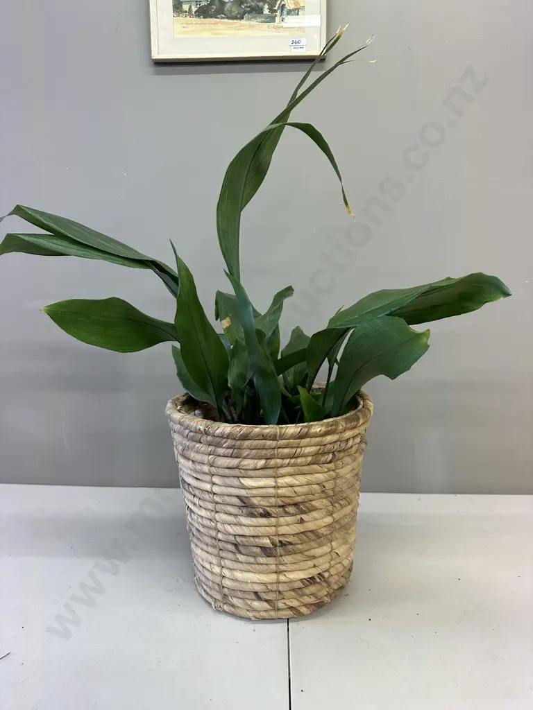 Peace Lily In Woven Rattan Basket H90cm Image 1++