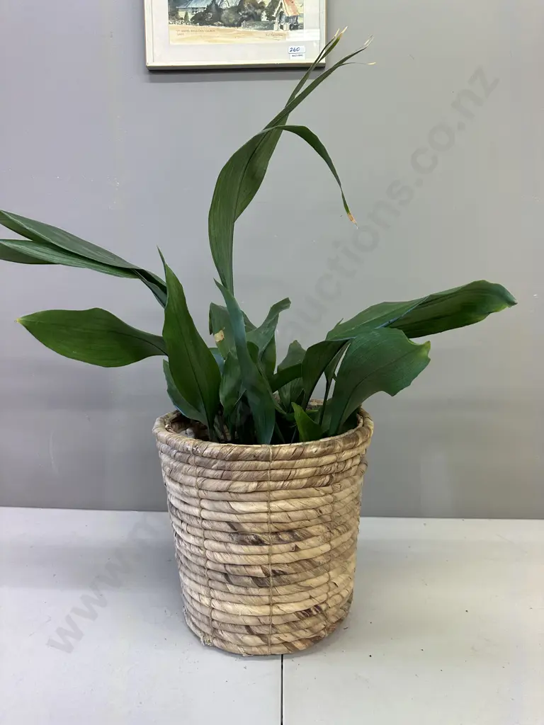 Peace Lily In Woven Rattan Basket H90cm Image 1++