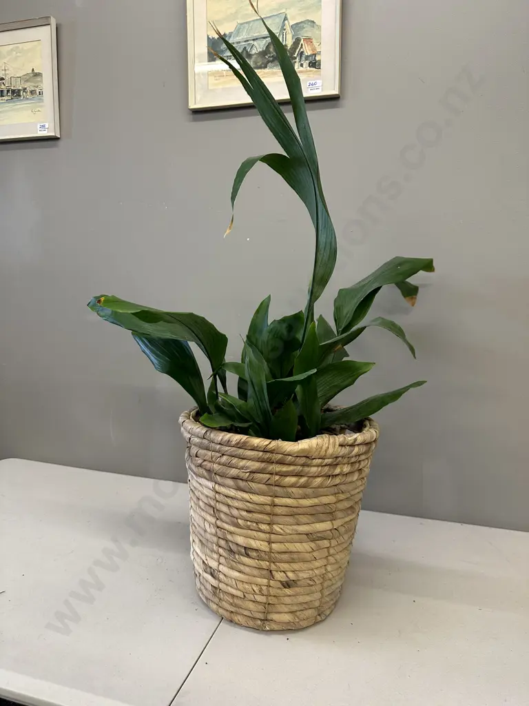 Peace Lily In Woven Rattan Basket H90cm Image 1++