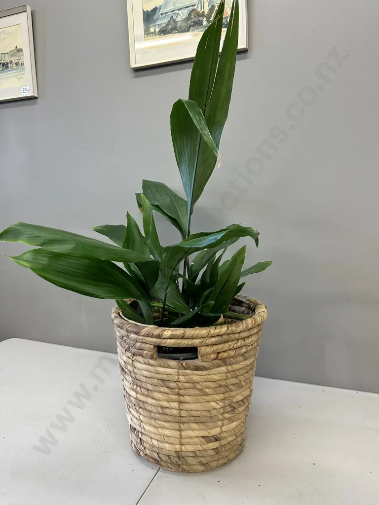 Peace Lily In Woven Rattan Basket H90cm Image 1++