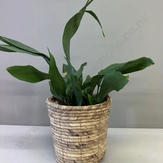 Peace Lily In Woven Rattan Basket H90cm