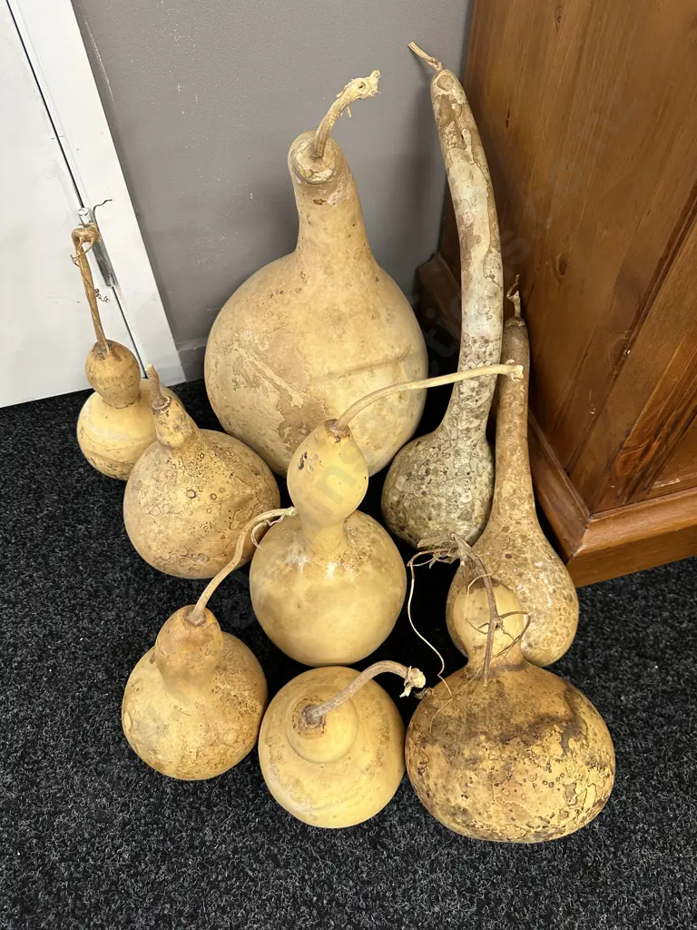 Assorted Gourds Image 1++