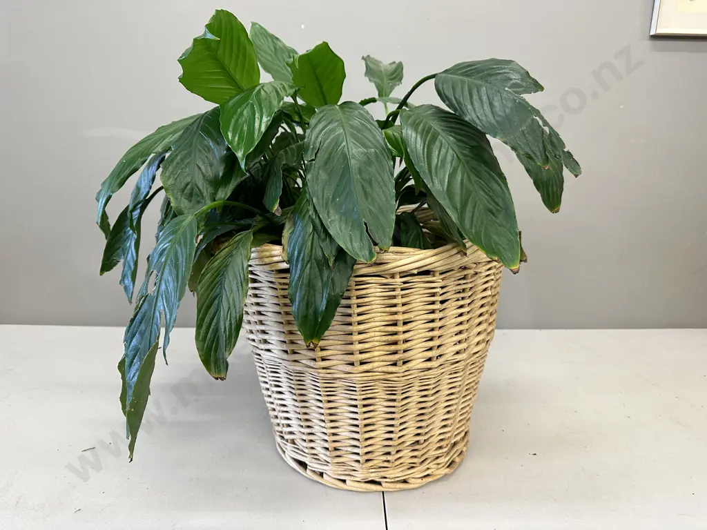 Peace Lily In Woven Cane Basket H56cm Image 1++