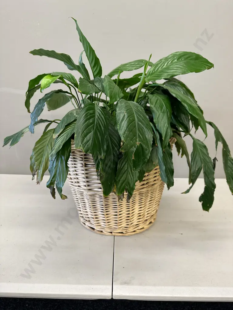 Peace Lily In Woven Cane Basket H56cm Image 1++