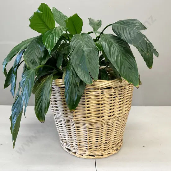 Peace Lily In Woven Cane Basket H56cm