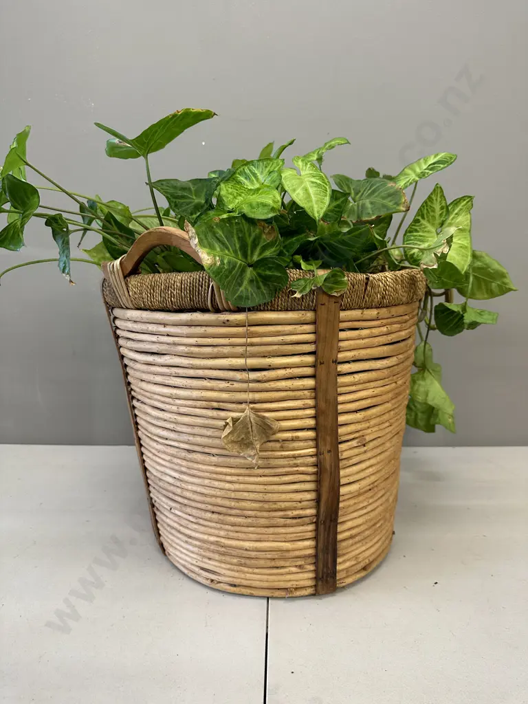 Arrow Head Plant In Woven Cane Basket H62cm Image 1++