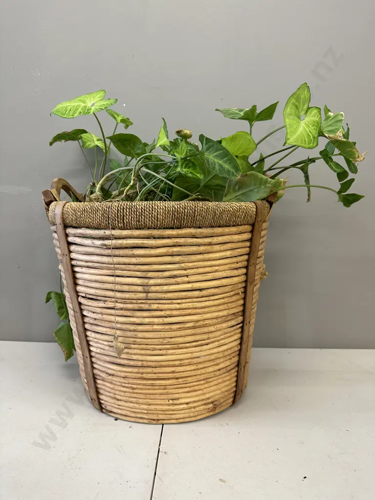 Arrow Head Plant In Woven Cane Basket H62cm Image 1++