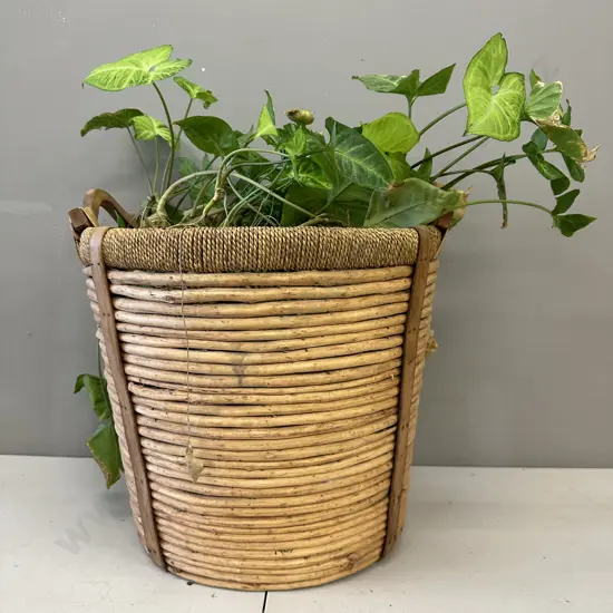 Arrow Head Plant In Woven Cane Basket H62cm