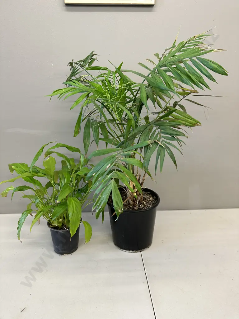 Peace Lily In Plastic Pot & Indoor Fern In Plastic Pot Image 1++
