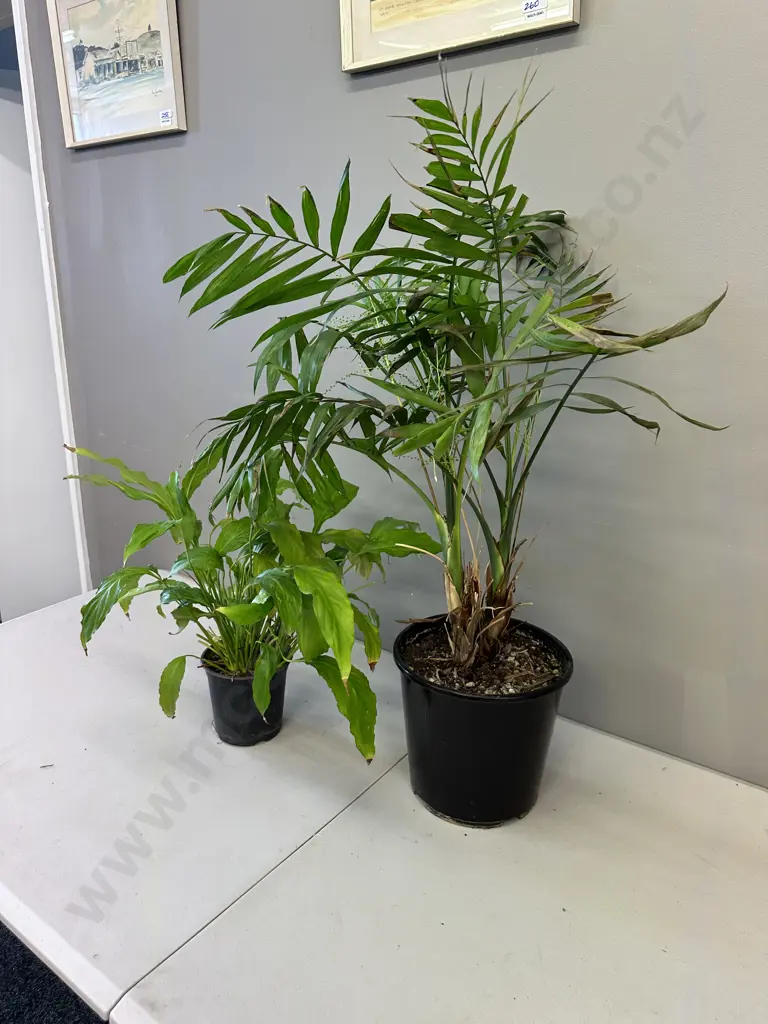 Peace Lily In Plastic Pot & Indoor Fern In Plastic Pot Image 1++