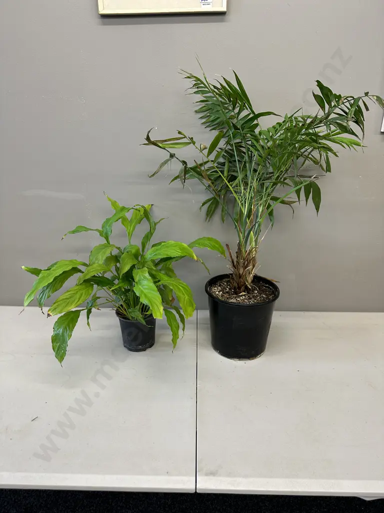 Peace Lily In Plastic Pot & Indoor Fern In Plastic Pot Image 1++