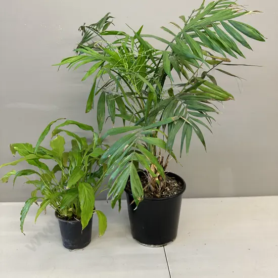 Peace Lily In Plastic Pot & Indoor Fern In Plastic Pot