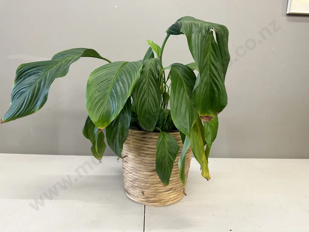 Peace Lily In Woven Hyacinth Basket H47cm Image 1++