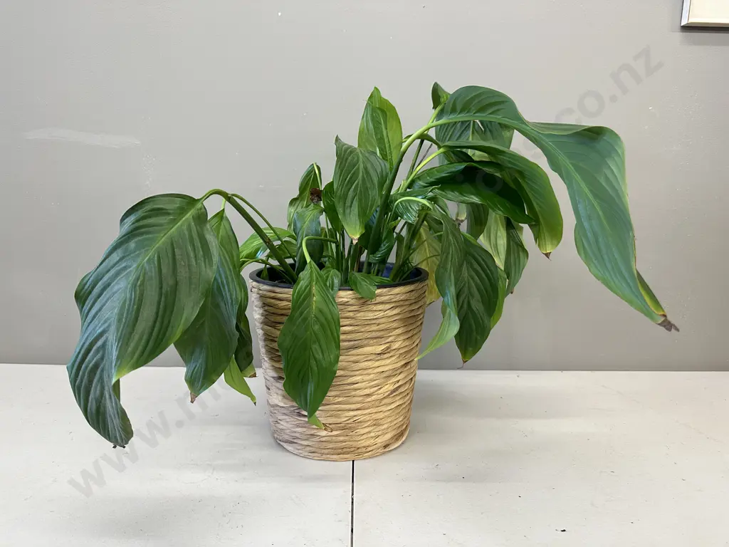 Peace Lily In Woven Hyacinth Basket H47cm Image 1++
