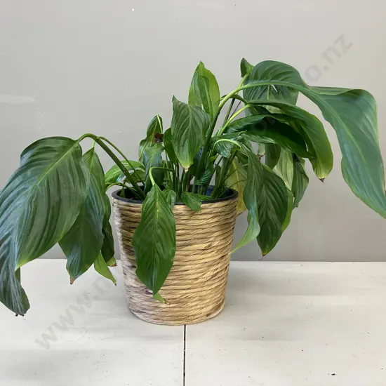 Peace Lily In Woven Hyacinth Basket H47cm