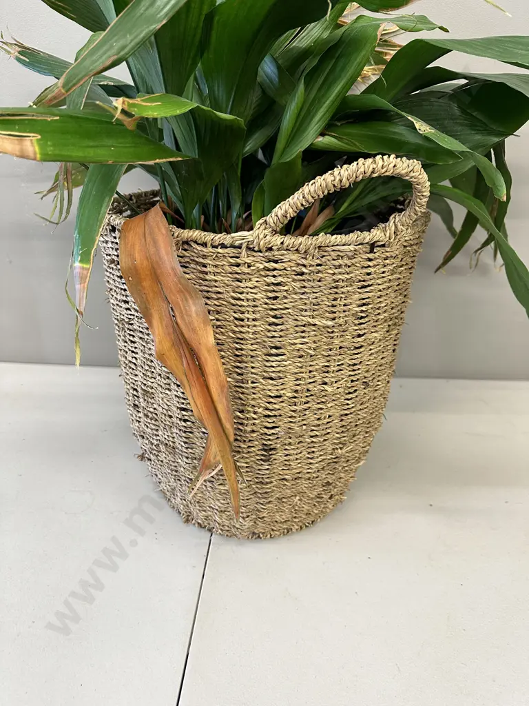 Peace Lily In Woven Rattan Basket H80cm Image 1++