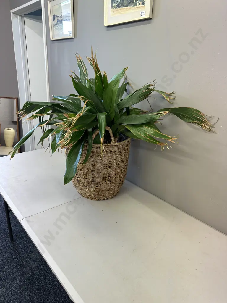Peace Lily In Woven Rattan Basket H80cm Image 1++