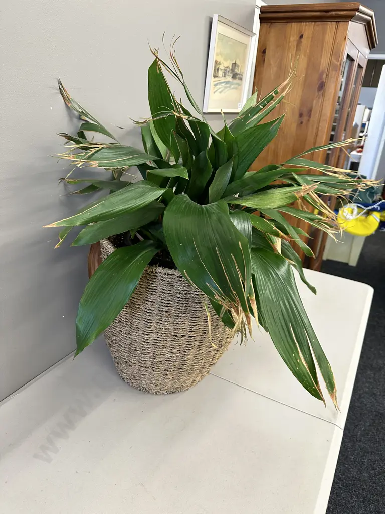 Peace Lily In Woven Rattan Basket H80cm Image 1++