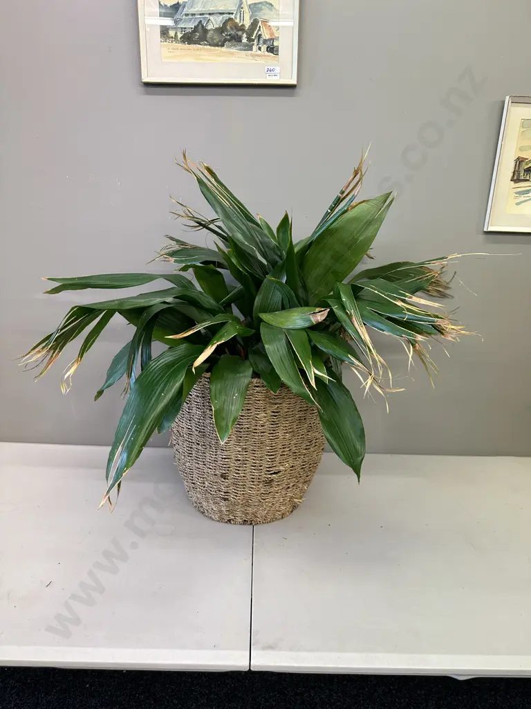 Peace Lily In Woven Rattan Basket H80cm Image 1++