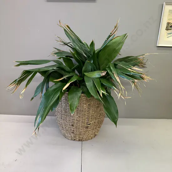 Peace Lily In Woven Rattan Basket H80cm