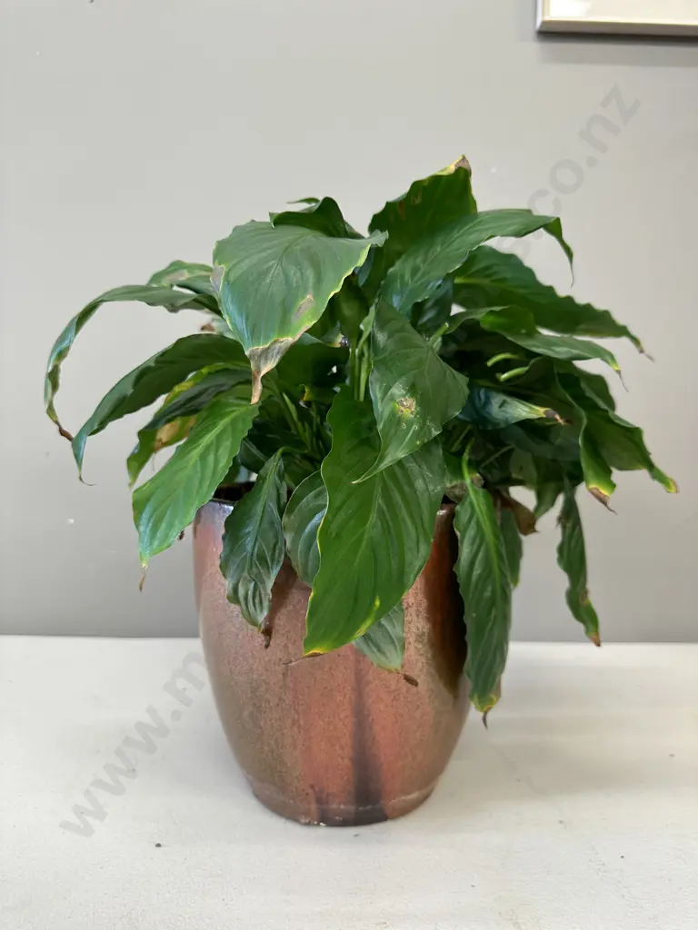 Peace Lily In Glazed Pot H39cm Image 1++