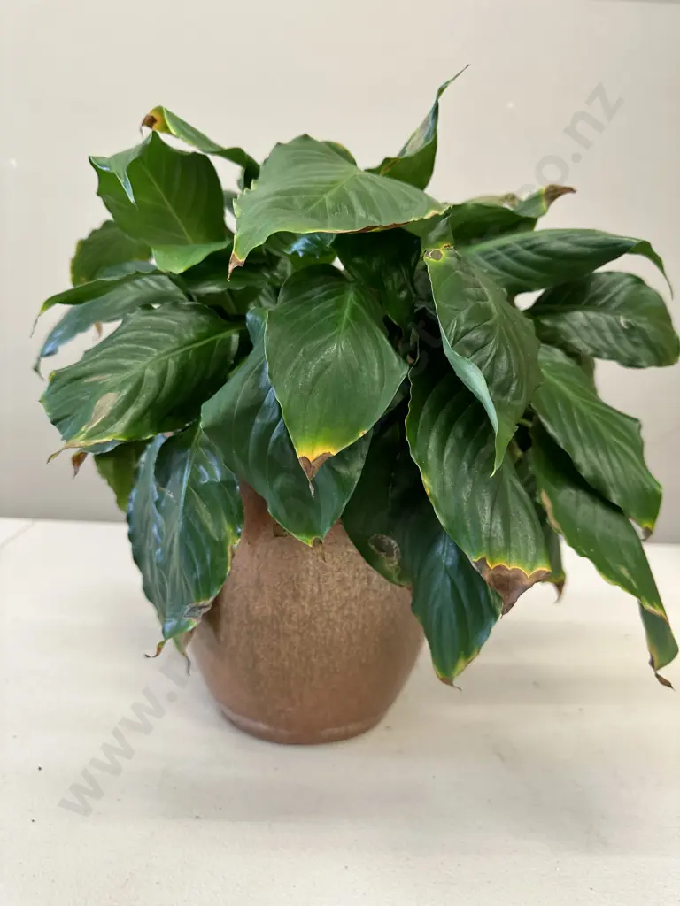 Peace Lily In Glazed Pot H39cm Image 1++