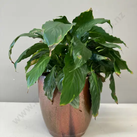 Peace Lily In Glazed Pot H39cm