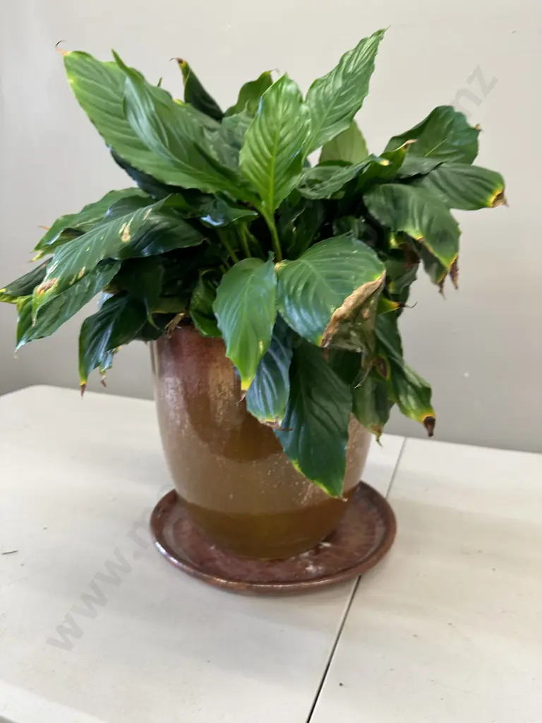 Peace Lily In Glazed Pot With Saucer H54cm Image 1++