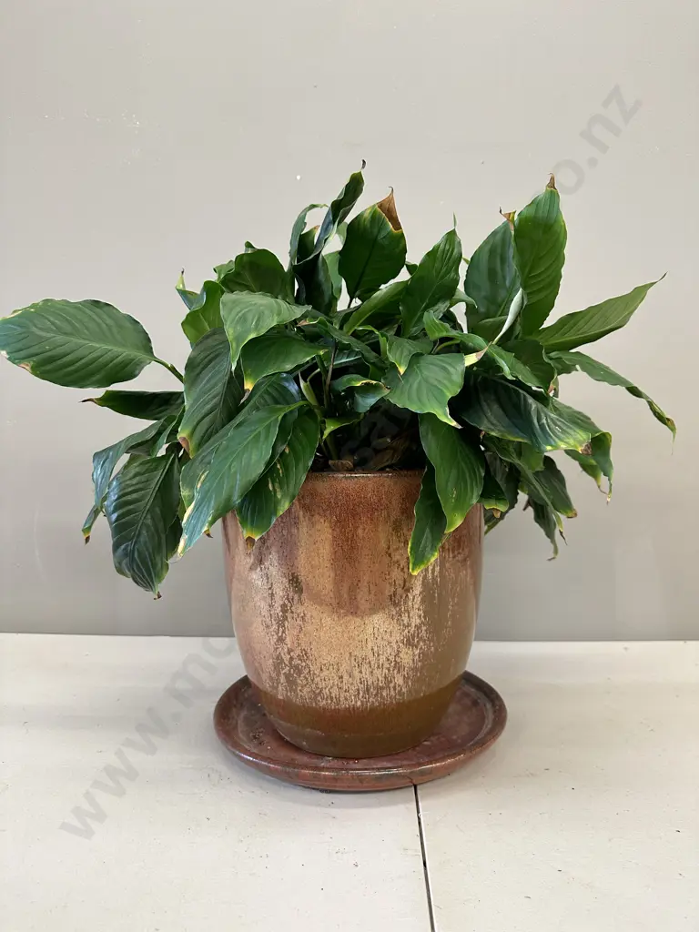 Peace Lily In Glazed Pot With Saucer H54cm Image 1++