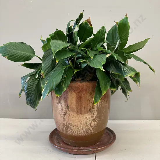 Peace Lily In Glazed Pot With Saucer H54cm