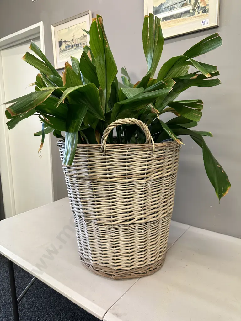 Peace Lily In Vintage Cane Basket, H100cm Image 1++