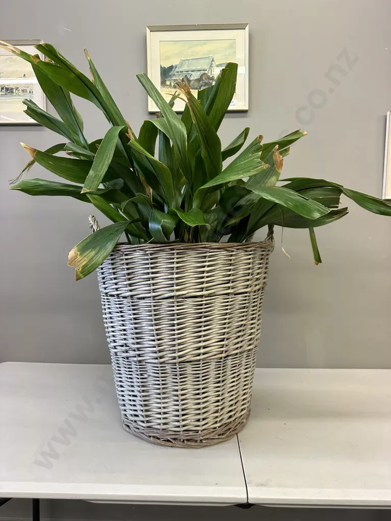 Peace Lily In Vintage Cane Basket, H100cm Image 1++