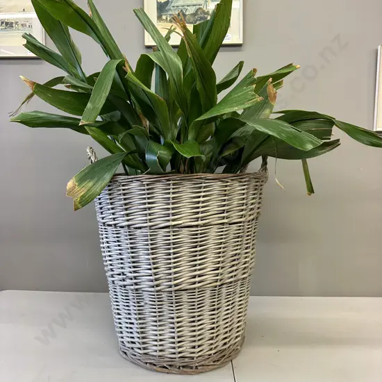 Peace Lily In Vintage Cane Basket, H100cm