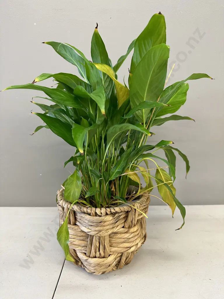 Peace Lily In Woven Hyacinth Basket H58cm Image 1++