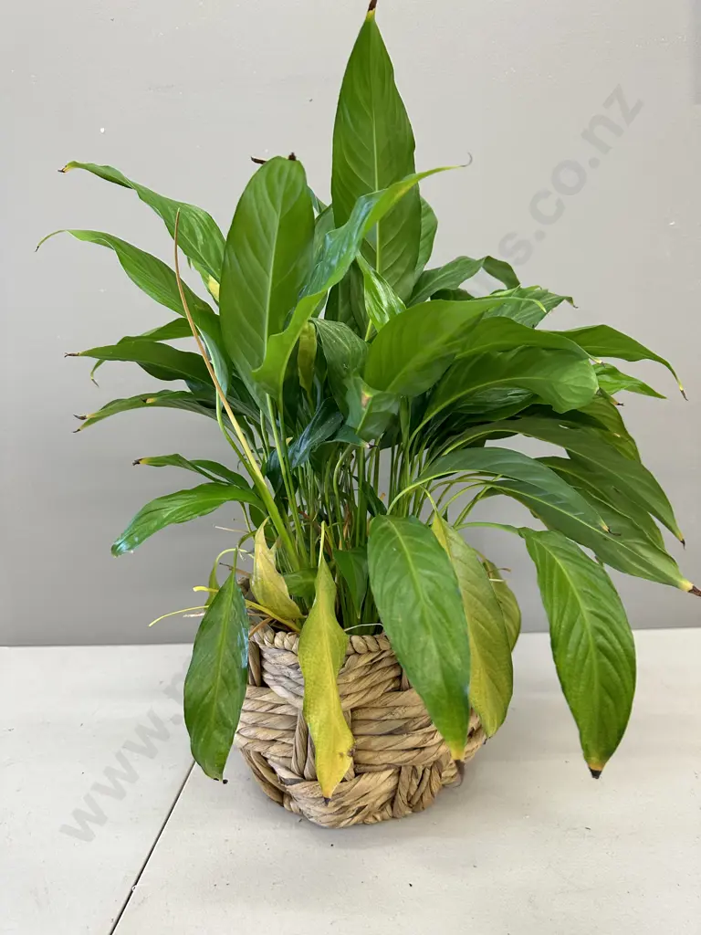Peace Lily In Woven Hyacinth Basket H58cm Image 1++