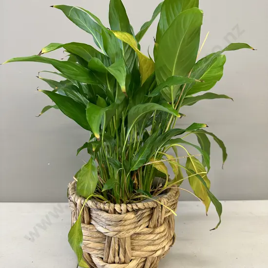 Peace Lily In Woven Hyacinth Basket H58cm