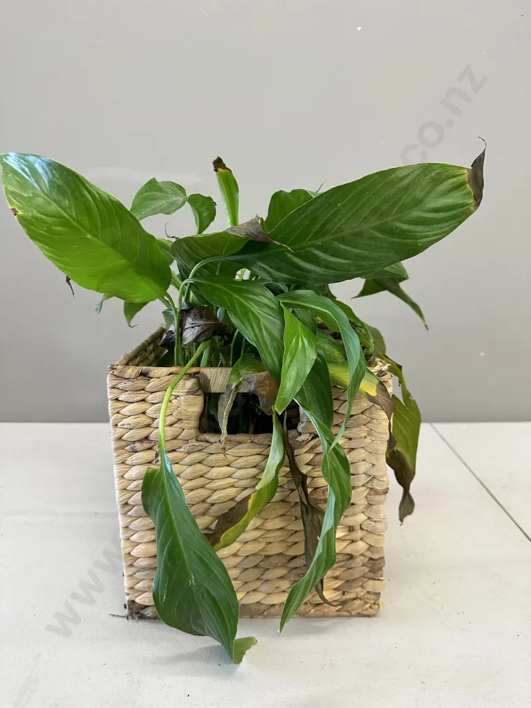 Peace Lily In Square Woven Cane Basket H42cm Image 1++