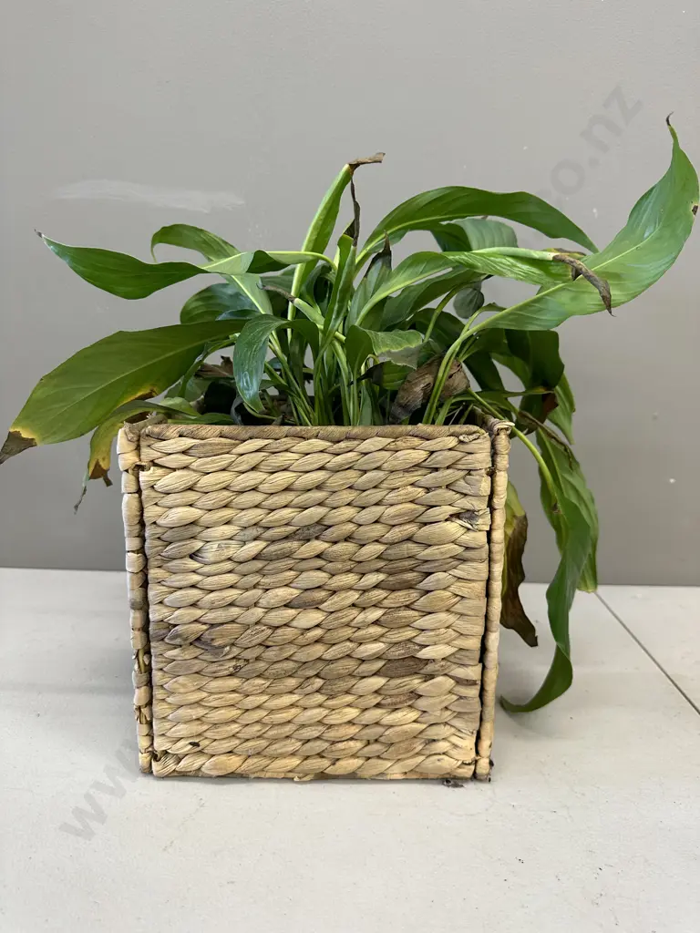Peace Lily In Square Woven Cane Basket H42cm Image 1++