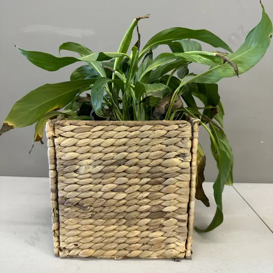 Peace Lily In Square Woven Cane Basket H42cm