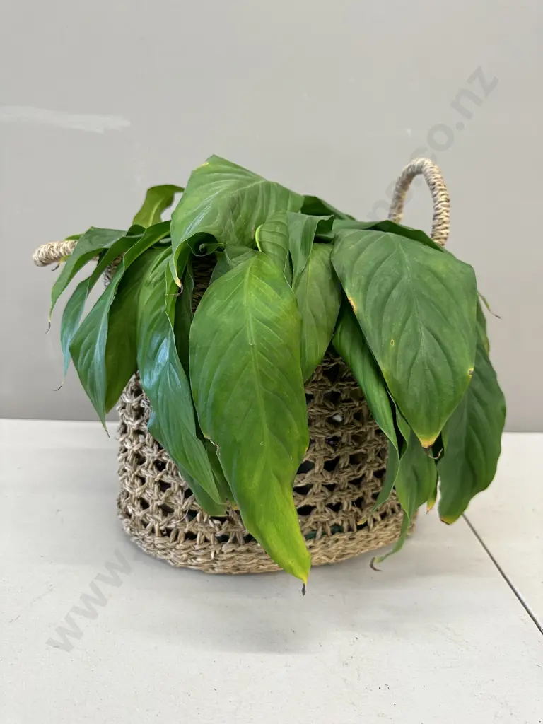 Peace Lily In Woven Rattan Basket H38cm Image 1++