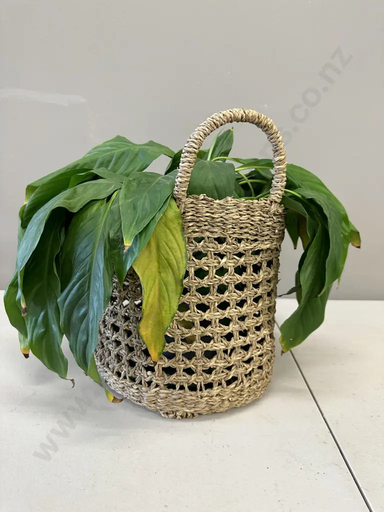 Peace Lily In Woven Rattan Basket H38cm Image 1++
