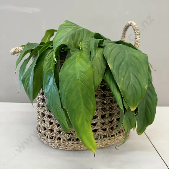 Peace Lily In Woven Rattan Basket H38cm