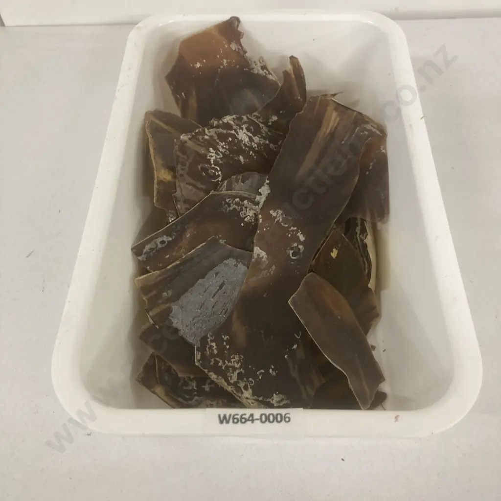 Box of Tortoise Shell Pieces (For Repair) Image 1++