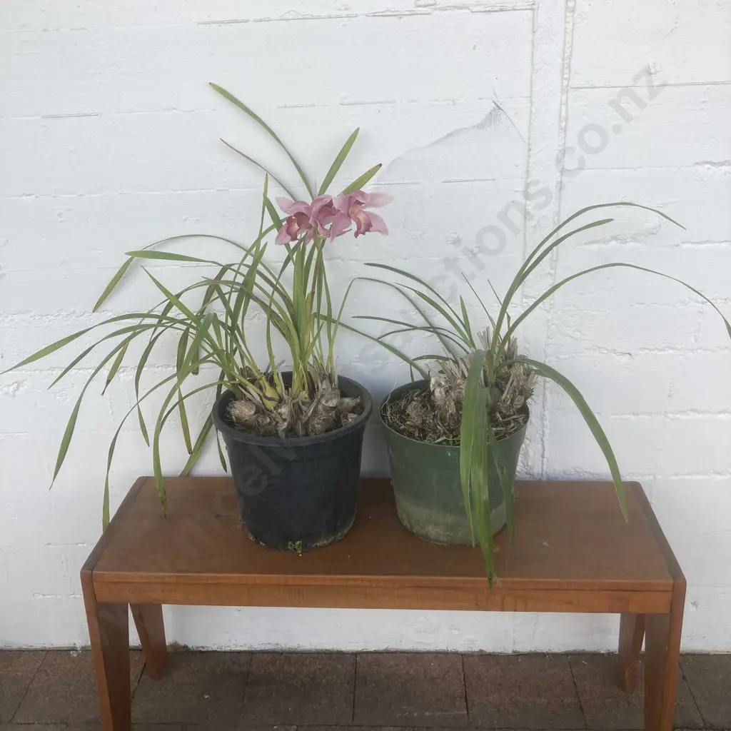 Pair of Potted Orchids Image 1++