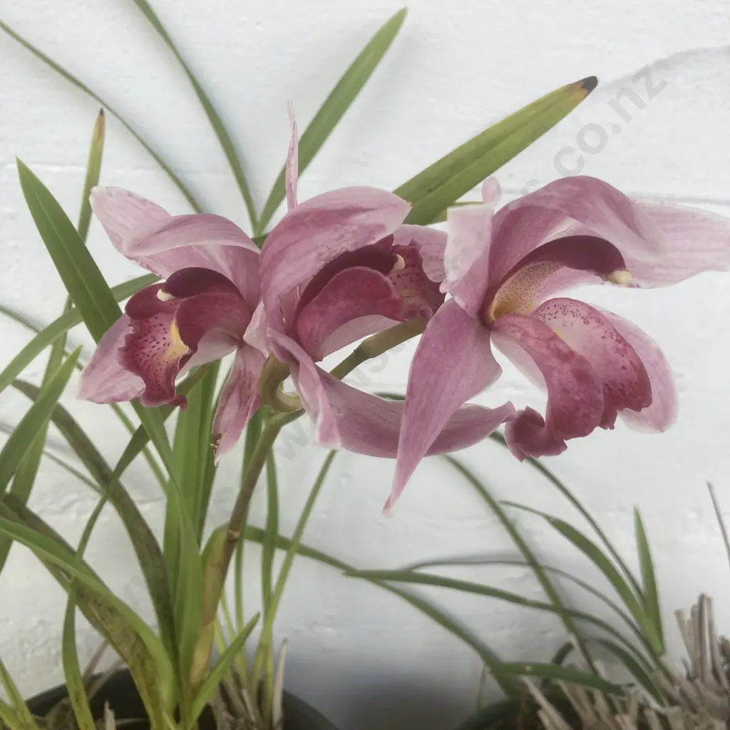 Pair of Potted Orchids Image 1++