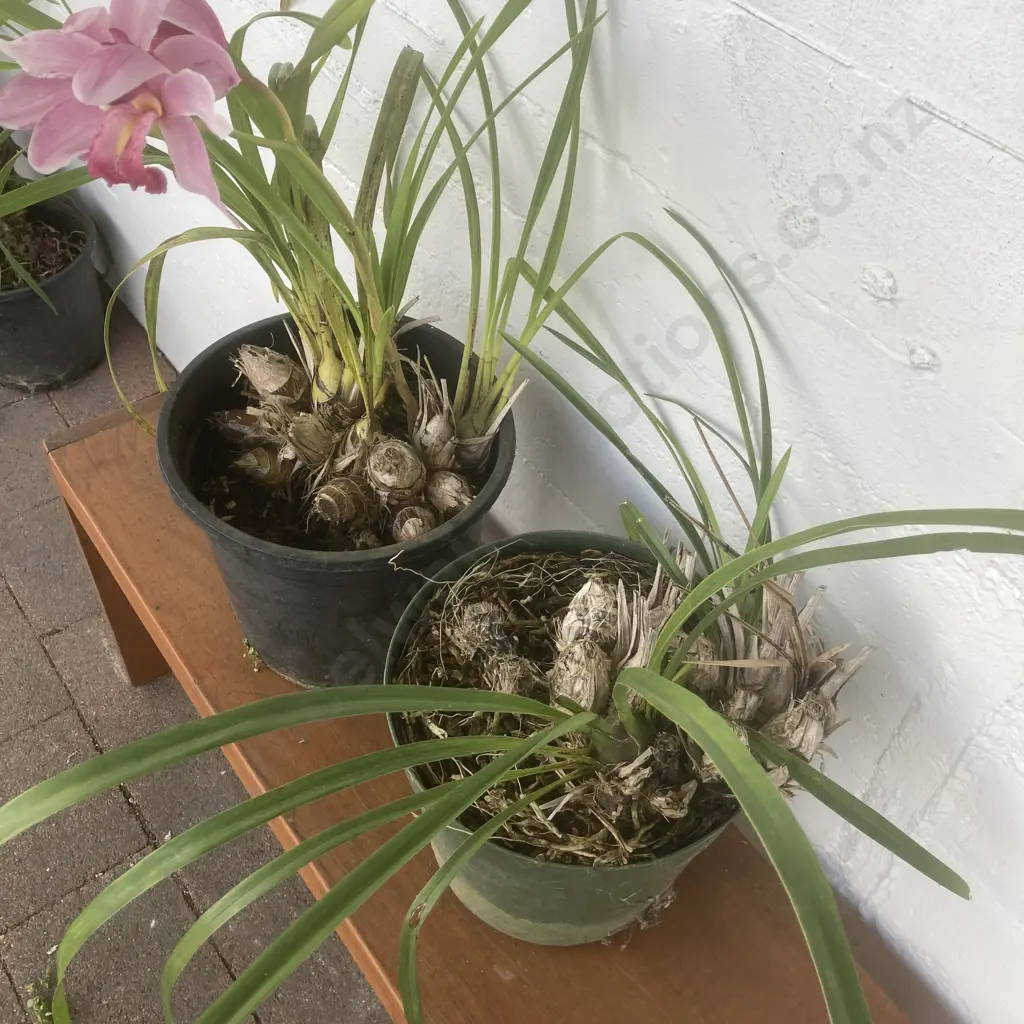 Pair of Potted Orchids Image 1++