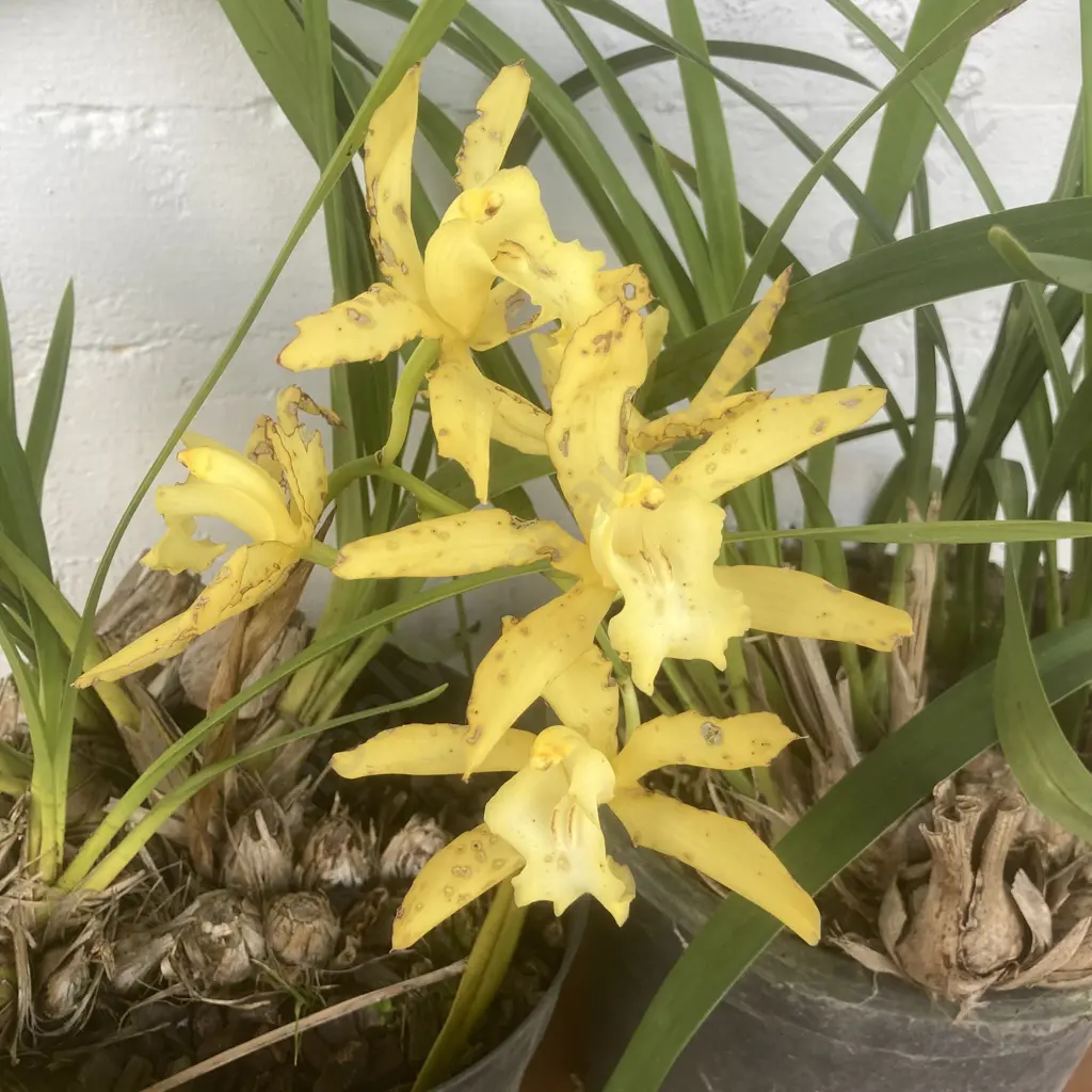 Pair of Potted Orchids Image 1++